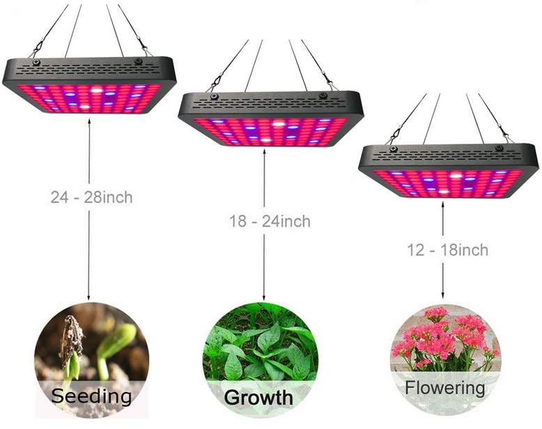 Grow Lights for Indoor Plants